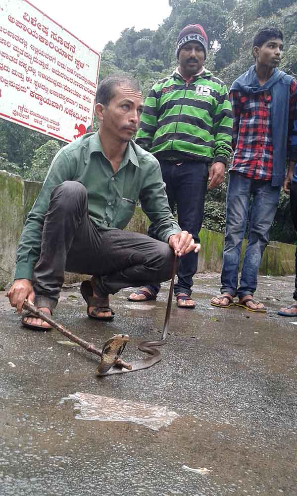 ಕಪ್ಪು ನಾಗರ ಹಾವು ಸೆರೆ